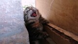 Angry Baby Kitten  Fell Down & Stuck On The Wall Refused Help