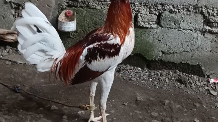 healthychicken