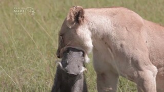 Little Lioness Learns The Hard Way _ New Kids in the Wild 102