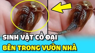 💥Cô gái phát hiện SINH VẬT CỔ ĐẠI sống HÀNG TRIỆU NĂM trong vườn nhà | TIN GIẢI TRÍ