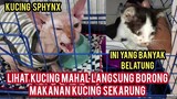 masya Allah Jenguk Anak Kucing Di Rawat Malah Ketemu Kucing Sphynx Harganya Mencapai 20 Jutaan..!