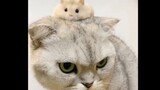 Hóa Ra Mèo Và Hamster Có Thể Chung Sống Hòa Bình
