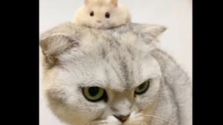 Ternyata Kucing Dan Hamster Bisa Hidup Berdampingan