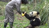 Oh My God! Panda Asking for Bamboo Shoots From the Caretaker!