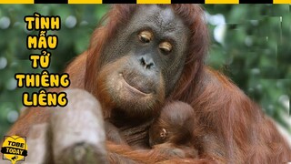 🔴 TOP 8 Bà Mẹ Có Tình Mẫu Tử Cảm Động Nhất Thế Giới Động Vật