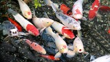 8 Jenis ikan hias air tawar untuk kolam rumah