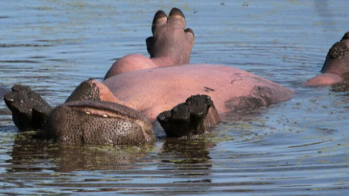 Hippopotamus lying on their backs, better stay away