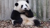 [Hewan]Momen lucu panda Hua Hua