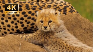 Diverse Animals In The World | Natural Sound Color Dynamic | Animals Nature Video| AMAZING HD WORLD