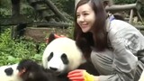 Baby panda and its parents