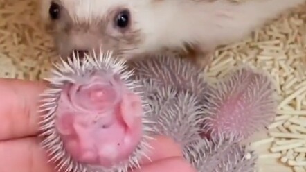 The newborn hedgehog is so cute