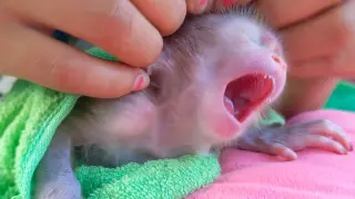 Where Is My Eyes!! Tiny adorable Luca so relaxed and joyful open big yawning after full of milk