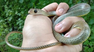 Ular kayu ( Ptyas korros )