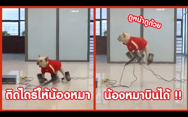 ติดไดร์ให้น้องหมา แล้วน้องบินได้ !! ( รวมคลิปฮาพากย์นรก ) EP4