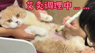 Can cats also suffer from uterine cold? !