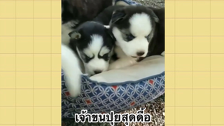 เพื่อนตัวน้อย สัตว์เลี้ยงแสนซน : เจ้าขนปุยสุดดื้อ