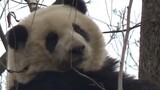 [Panda] Lanjutan dari Hua Hua yang tidak mau turun!