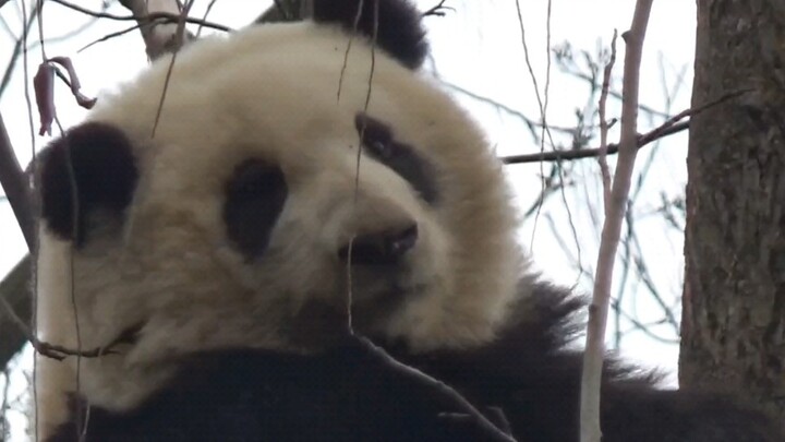 Panda Channel | Panda Hehua Climbing Down A Tree
