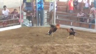 Sweater cross (partida kanan tari) age cock p klaban😀