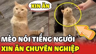 Chú mèo biết nói tiếng Việt đi vào bàn nhậu để xin miếng cá😂😂| Yêu Lu