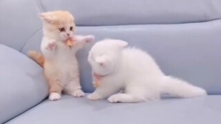 Dua Anak Kucing ini Membuatku Senang Selama Beberapa hari