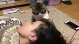 [Animals]A cat's lovely interaction with its hostess
