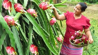 Yummy Dessert dragon fruit Nature recipe & Cooking Life