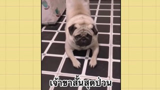 เพื่อนตัวน้อย สัตว์เลี้ยงแสนซน : เจ้าขาสั้นสุดป่วน