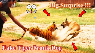 Fake Tiger & Biggest Box Prank Dog in My Village | Super Surprise Reaction