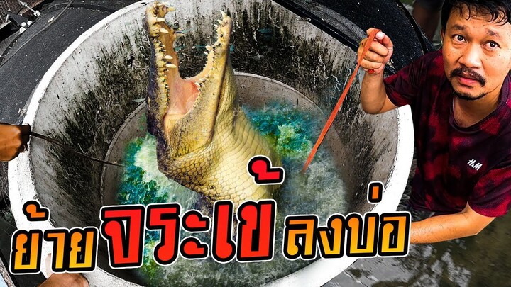 ย้ายจระเข้..!  ภารกิจที่พลาดไม่ได้..