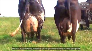 World Record Highest Milking | GIROLANDO Cow 127 KG | Guinness World Record