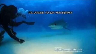 even shark has feeling