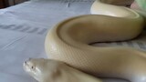 [สัตว์]คลิปวิดีโอของฉันกับงูสัตว์เลี้ยงของฉัน