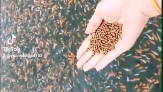 Memberi Makan Ribuan Ikan Bersama Yuan Sudrajat