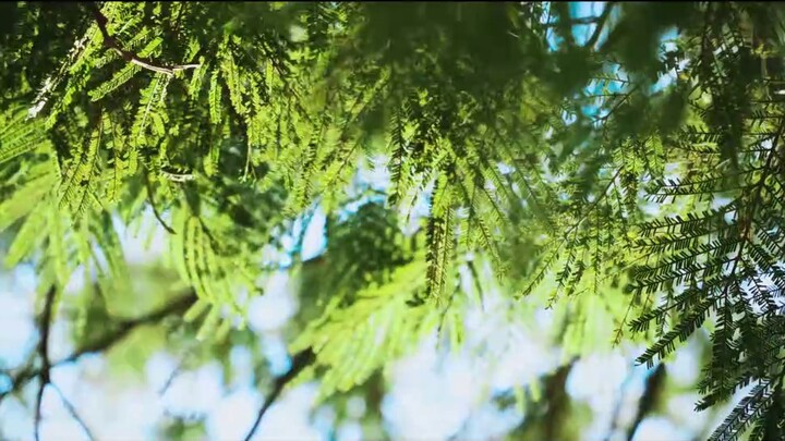 【No copyright empty shot】Green scene