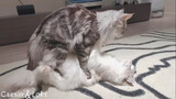 [Động vật] Hai con mèo đực làm vậy coi được…?