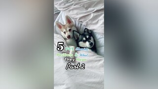 How many of these does your dog do? 🐶 Plz sub our YouTube (link in bio) 😍 🥰 LearnOnTikTok tiktokdog