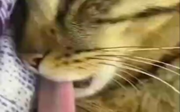 Jika kucing bisa berbicara, kalimat pertama mereka pasti kotor.