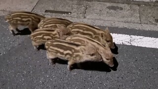 Little wild boar walking on the road at night