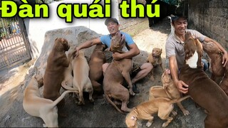 Những Chiến Binh Tương Lai Của Săn Bắt Ẩm Thực Vùng Cao | Pitbull Vua Của Loài Chó