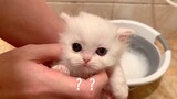 [สัตว์]อาบน้ำให้ลูกแมวของฉัน...