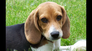 วิดีโอ Beagle Dog ที่ตลกและน่ารัก 2020