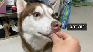 Membodohi Husky untuk makan angin, ternyata dia makan dengan lahap!