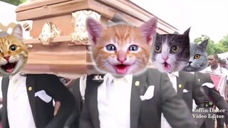 Coffin Dance Meme with Cat version 😺 - using Coffin Dance Video Editor app (Android and iOS) #5