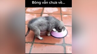 Bông vẫn chưa về...cunyeucuadua yeucho yeuchomeo cún cúncon chó chómèo chócon chókhôn yeuchomeo chócute pet dog dogsoftiktok doggo