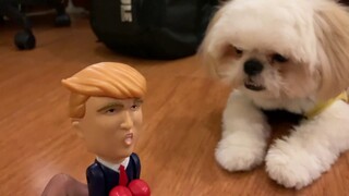 Shih Tzu Puppy Reacts to Donald Trump Punching Pen ( Cute Funny Dog Video)