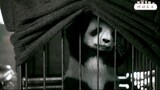 电影：汪星卧底1/3，当熊猫被绑架，汪汪大队立大功拯救国宝！