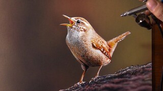 Menggambar burung dan mendengarnya memanggil? !