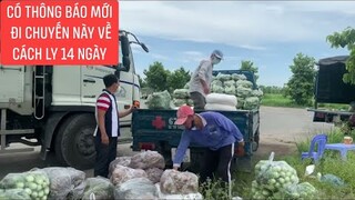 Chợ đầu mối Châu Đốc rau củ quả thật là ngon nhưng cái kết thật đáng buồn.