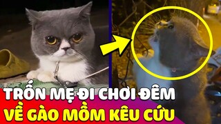 Bé Mèo 'TRỐN MẸ' đi chơi đêm khi về thì 'GÀO MỒM' kêu cứu 😅 Gâu Đần